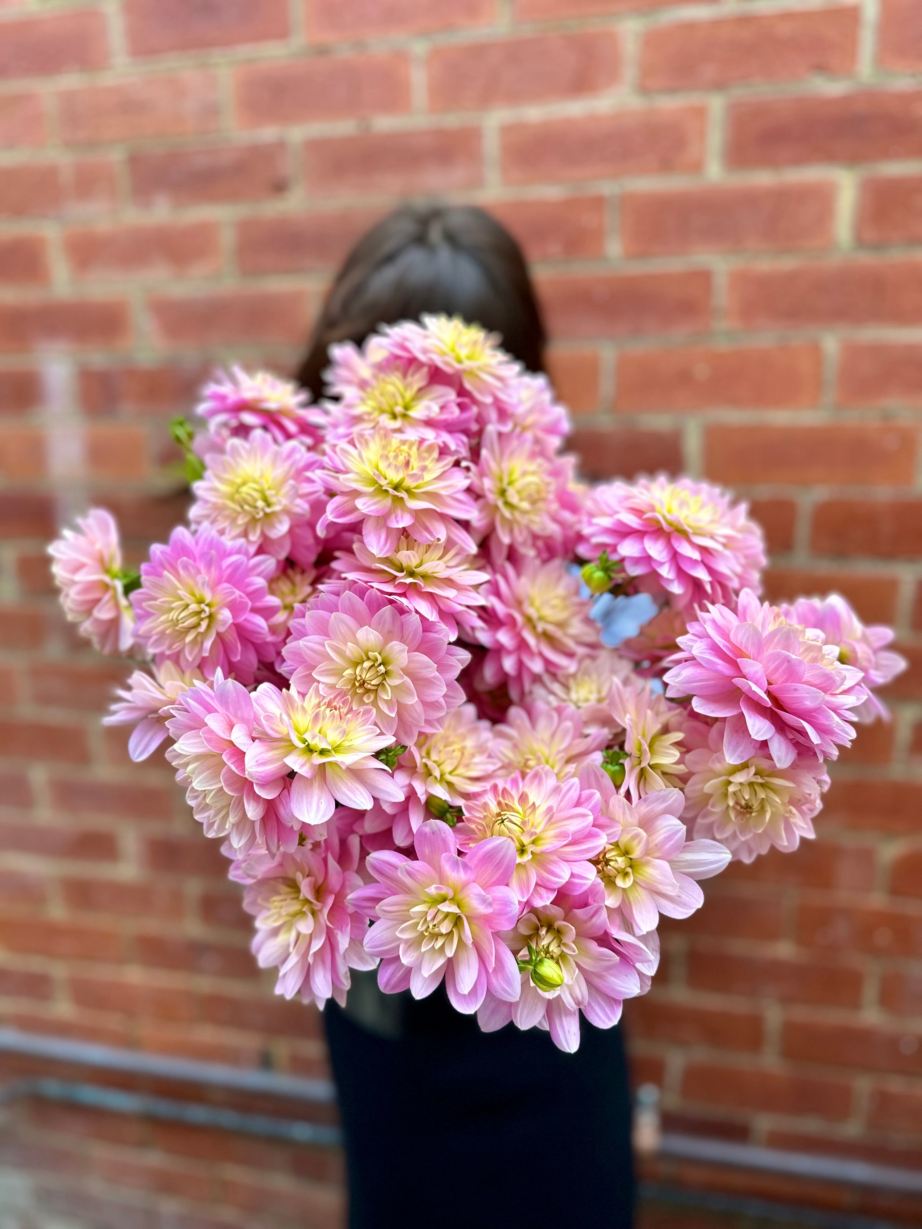 Dahlias